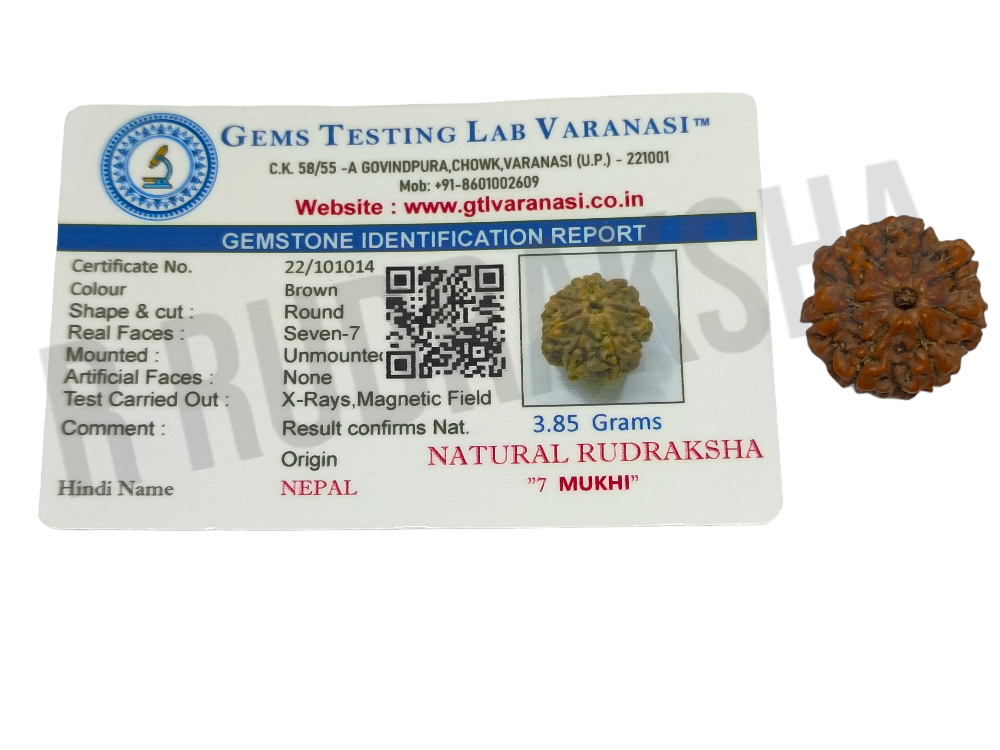 Nepali 7 Mukhi Rudraksha Premium Quality Lab Certified