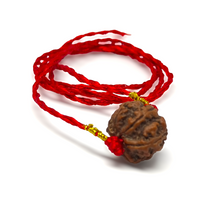 Nepali 7 Mukhi Rudraksha Premium Quality Lab Certified