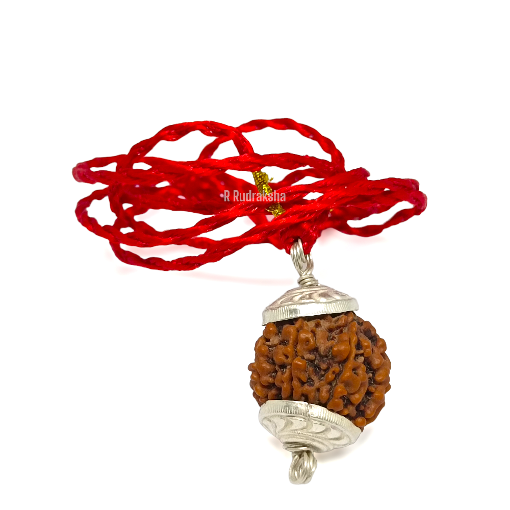 Nepali 5 Mukhi Rudraksha Big Size Lab Certified