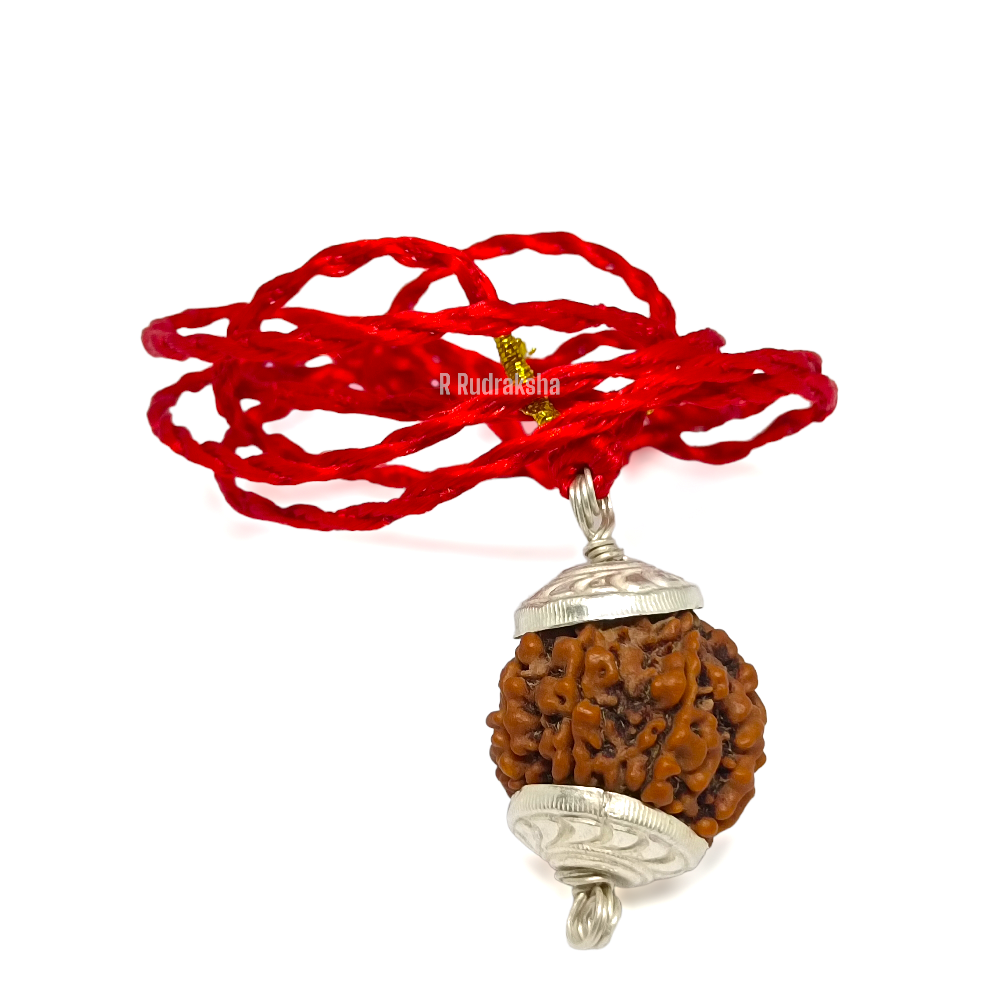 Nepali 5 Mukhi Rudraksha Lab Certified