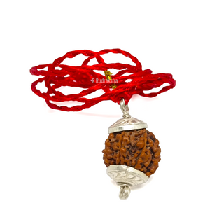 Nepali 5 Mukhi Rudraksha Lab Certified