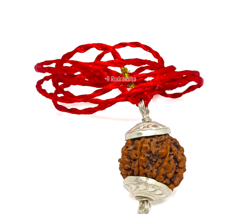Nepali 5 Mukhi Rudraksha Lab Certified