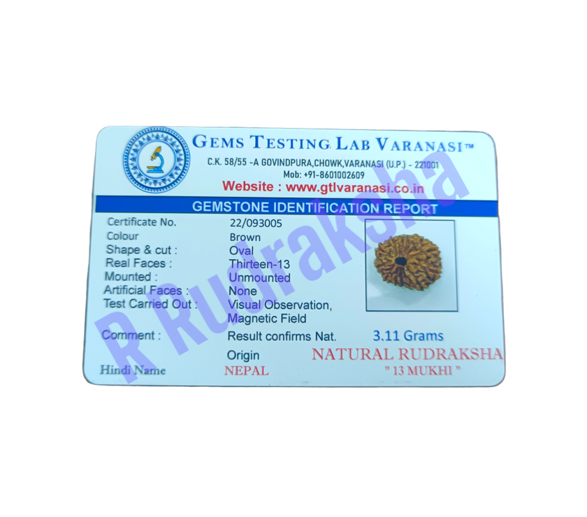 Nepali 13 Mukhi Rudraksha Lab Certified