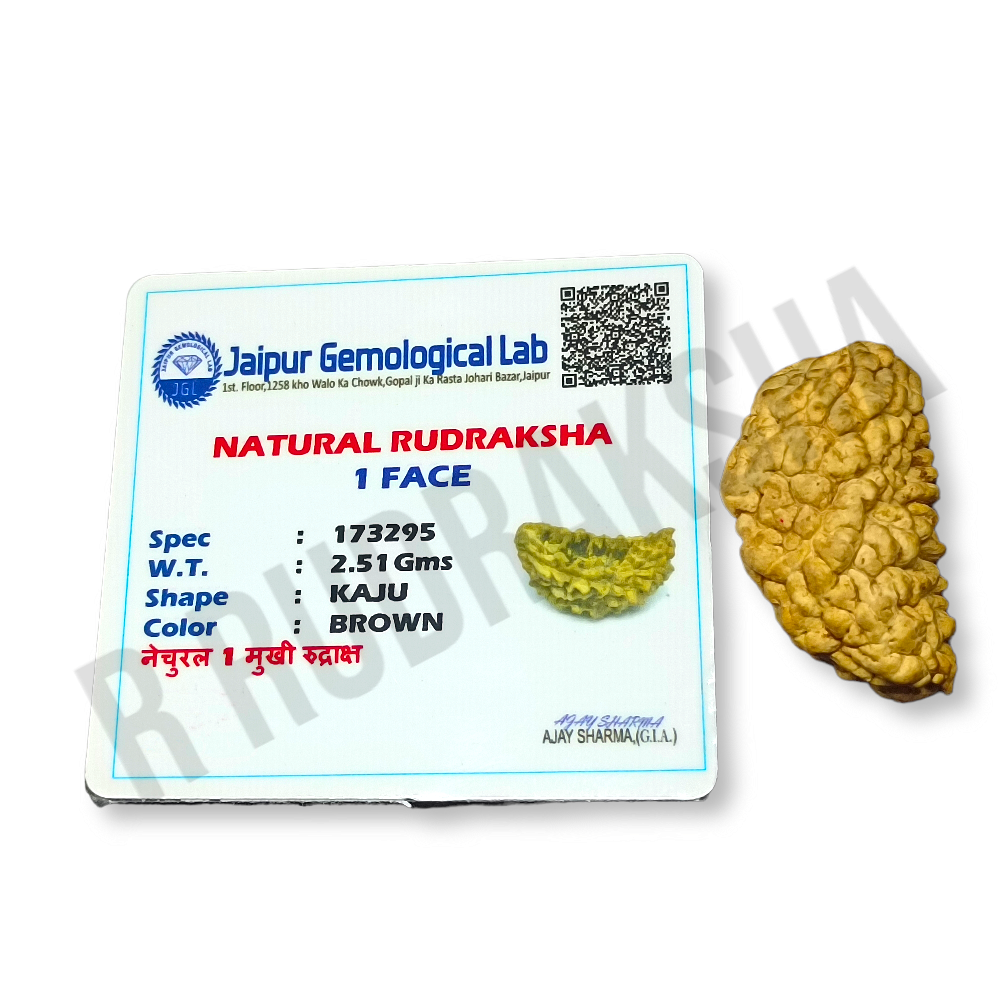 Half Moon Shape 1 Mukhi Rudraksha Lab Certified