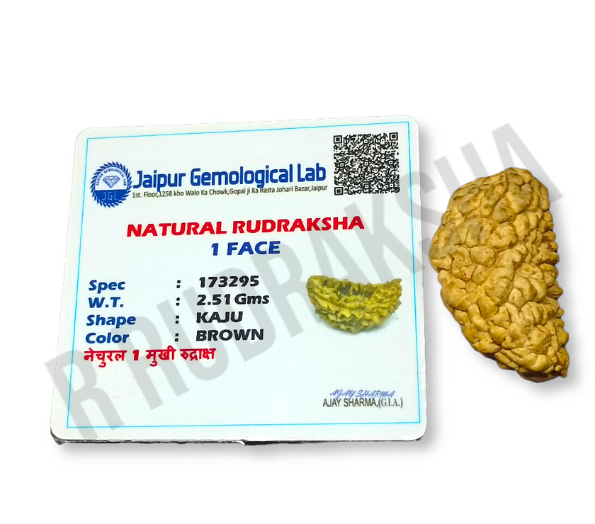 Half Moon Shape 1 Mukhi Rudraksha Lab Certified