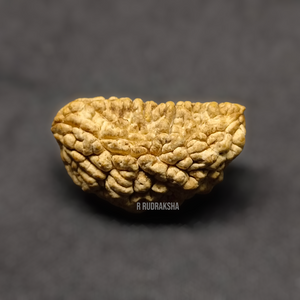 Half Moon Shape 1 Mukhi Rudraksha Lab Certified