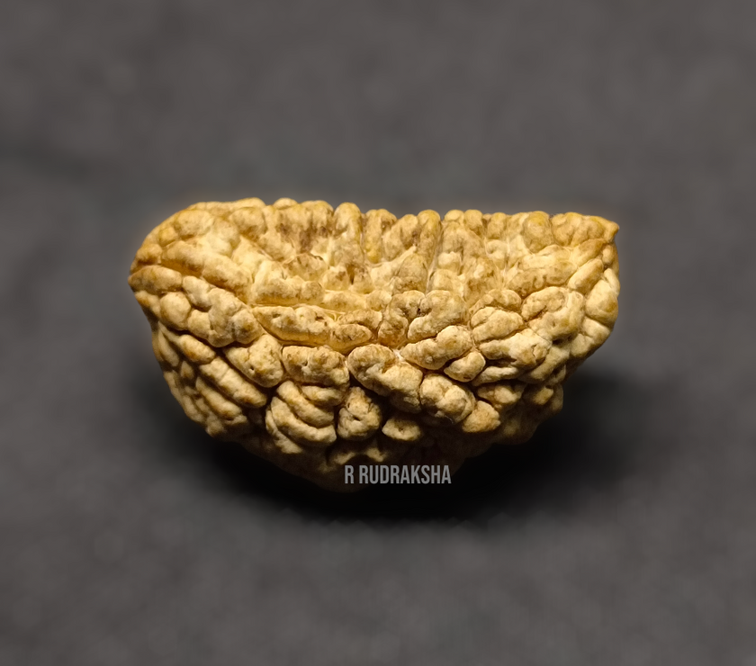 Half Moon Shape 1 Mukhi Rudraksha Lab Certified