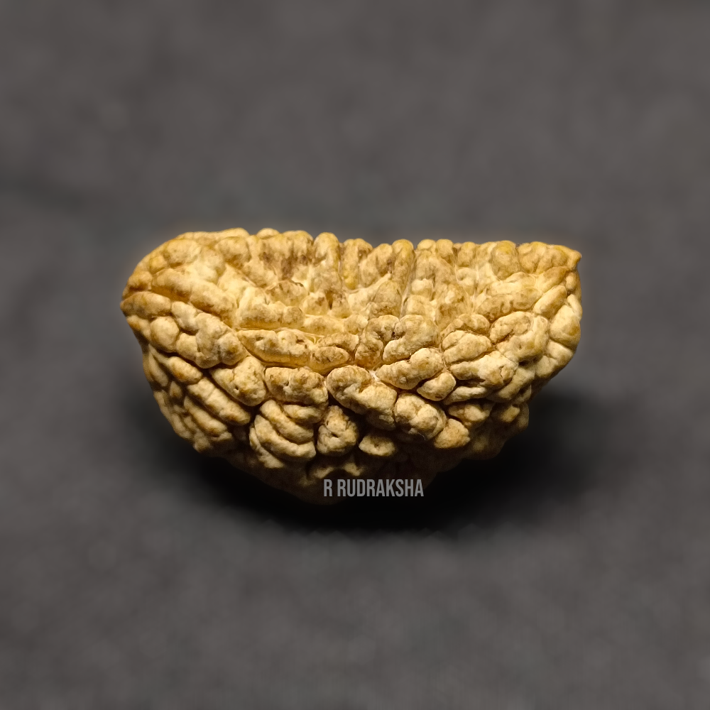 Half Moon Shape 1 Mukhi Rudraksha Lab Certified