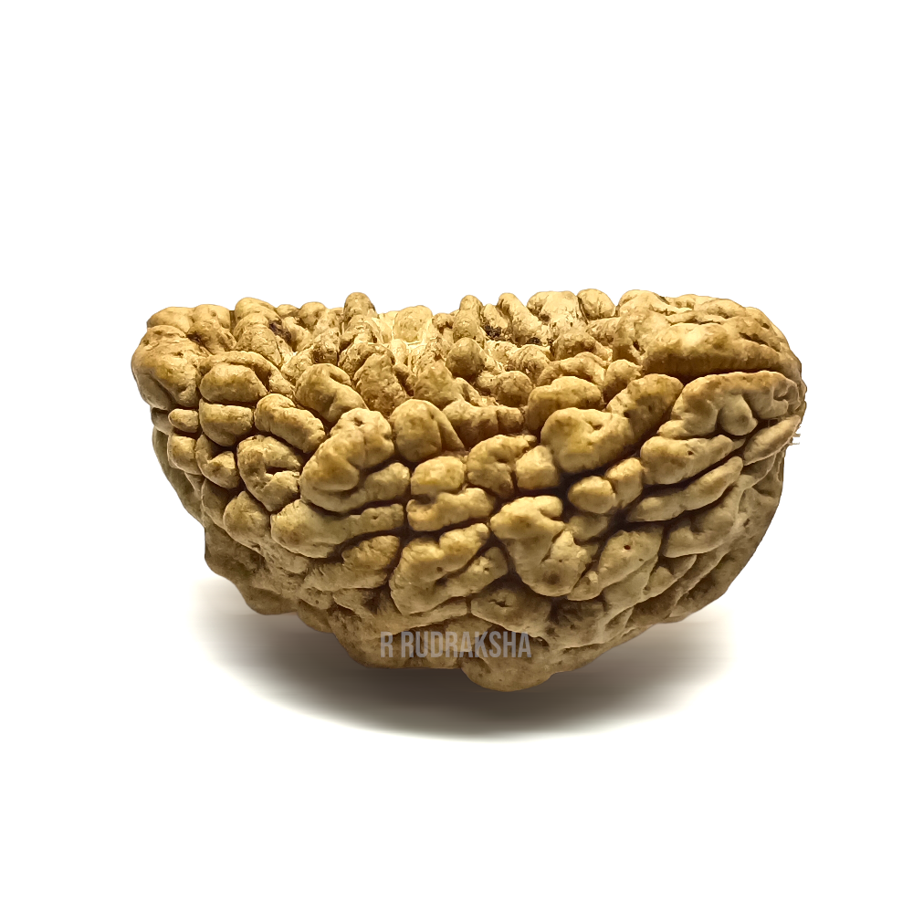 Half Moon Shape 1 Mukhi Rudraksha Lab Certified