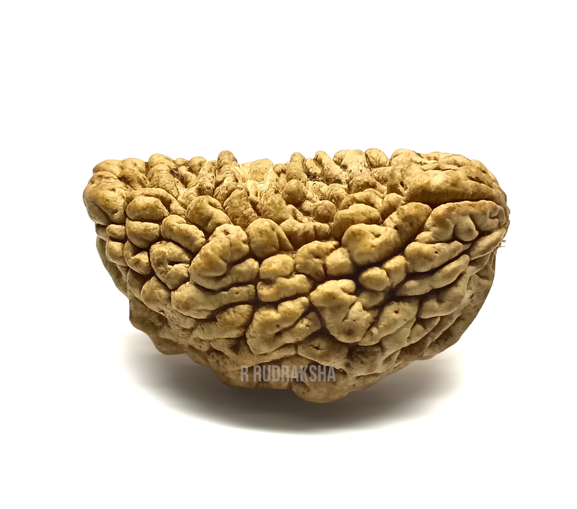Half Moon Shape 1 Mukhi Rudraksha Lab Certified