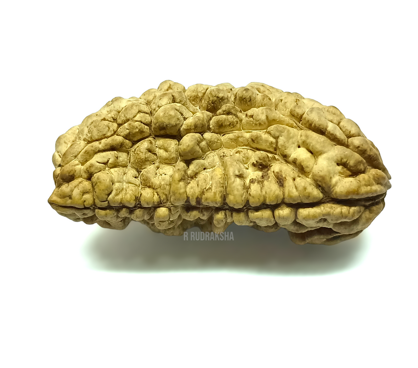 Half Moon Shape 1 Mukhi Rudraksha Lab Certified