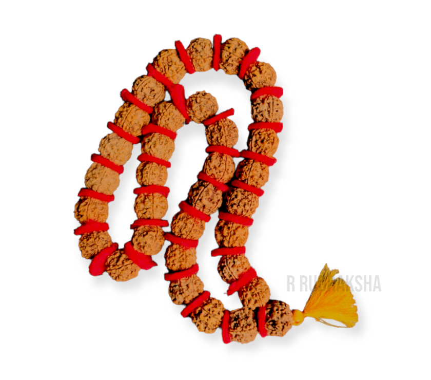Nepali 7 Mukhi Rudraksha Kantha