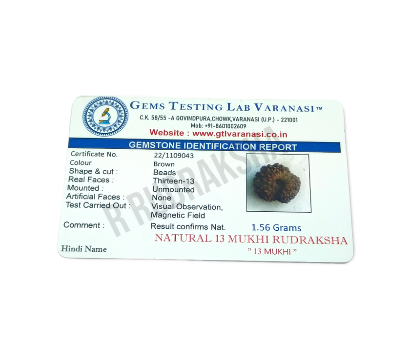 Indonesian 13 Mukhi Rudraksha Lab Certified