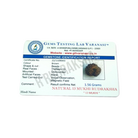 Indonesian 13 Mukhi Rudraksha Lab Certified