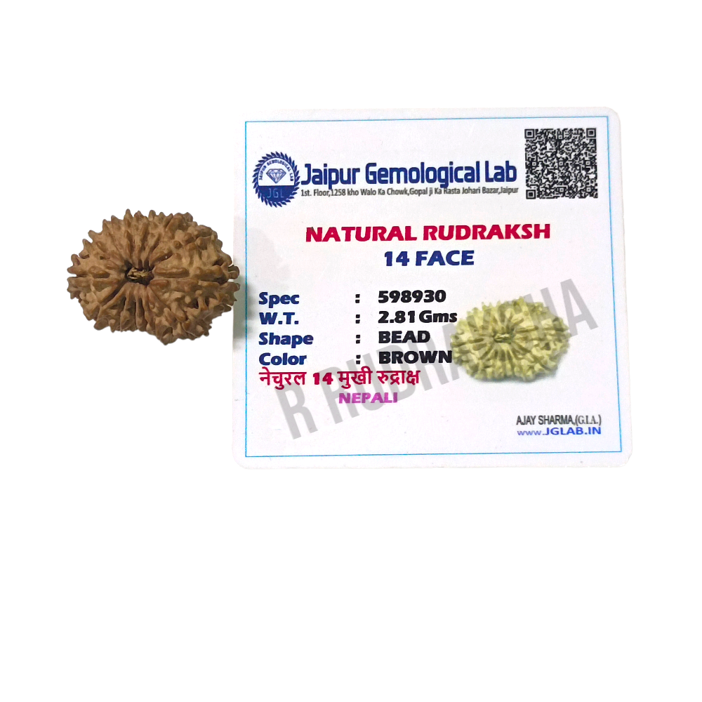 Nepali 14 Mukhi Rudraksha Lab Certified