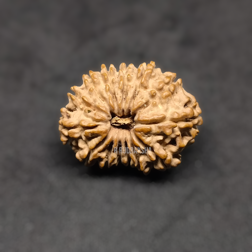 Nepali 14 Mukhi Rudraksha Lab Certified