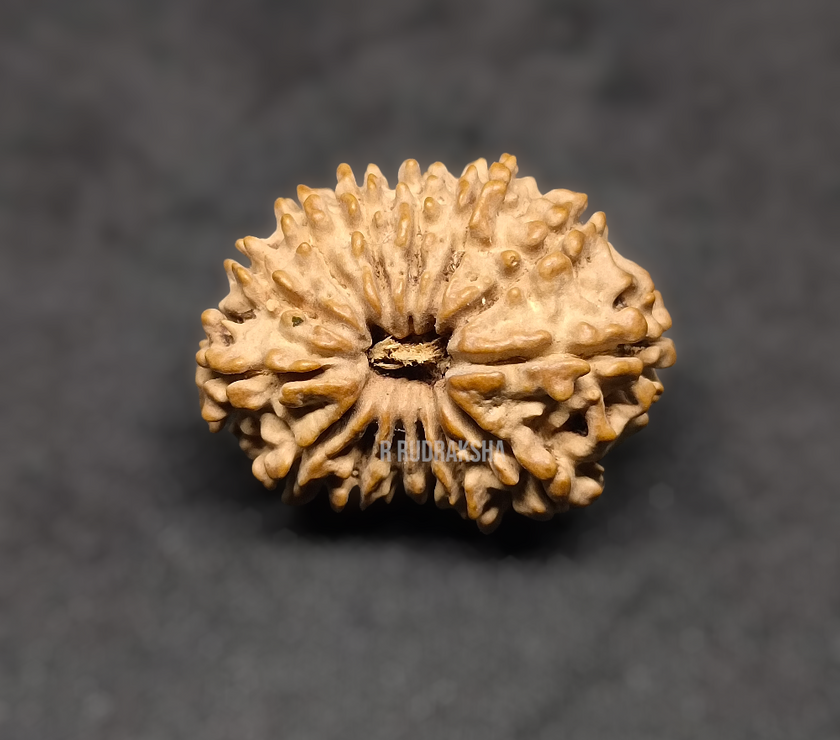 Nepali 14 Mukhi Rudraksha Lab Certified