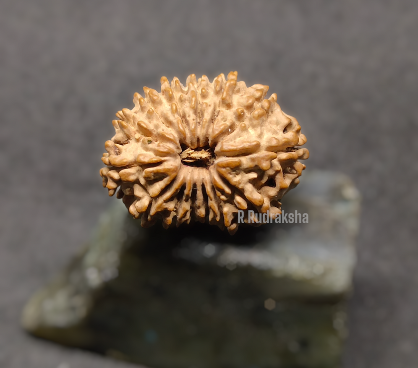 Nepali 14 Mukhi Rudraksha Lab Certified