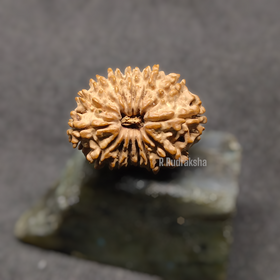 Nepali 14 Mukhi Rudraksha Lab Certified