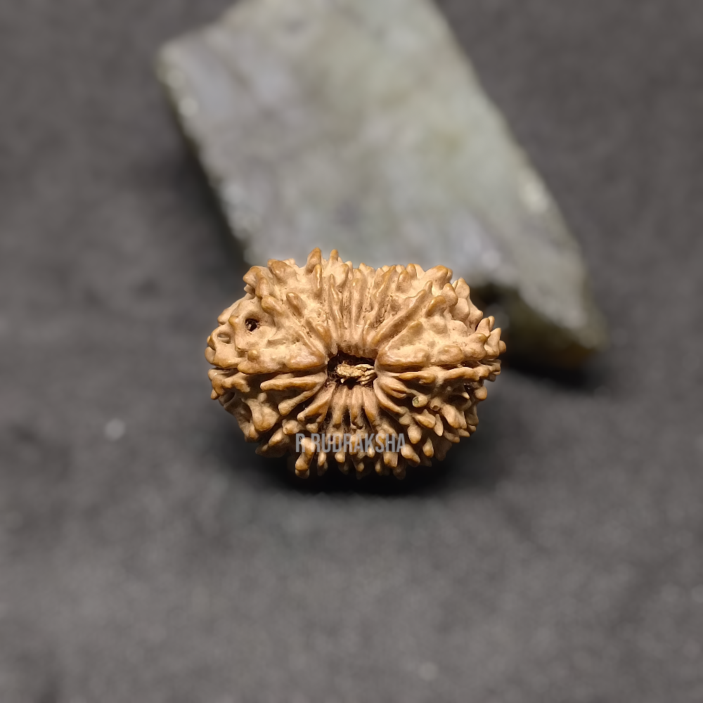 Nepali 14 Mukhi Rudraksha Lab Certified