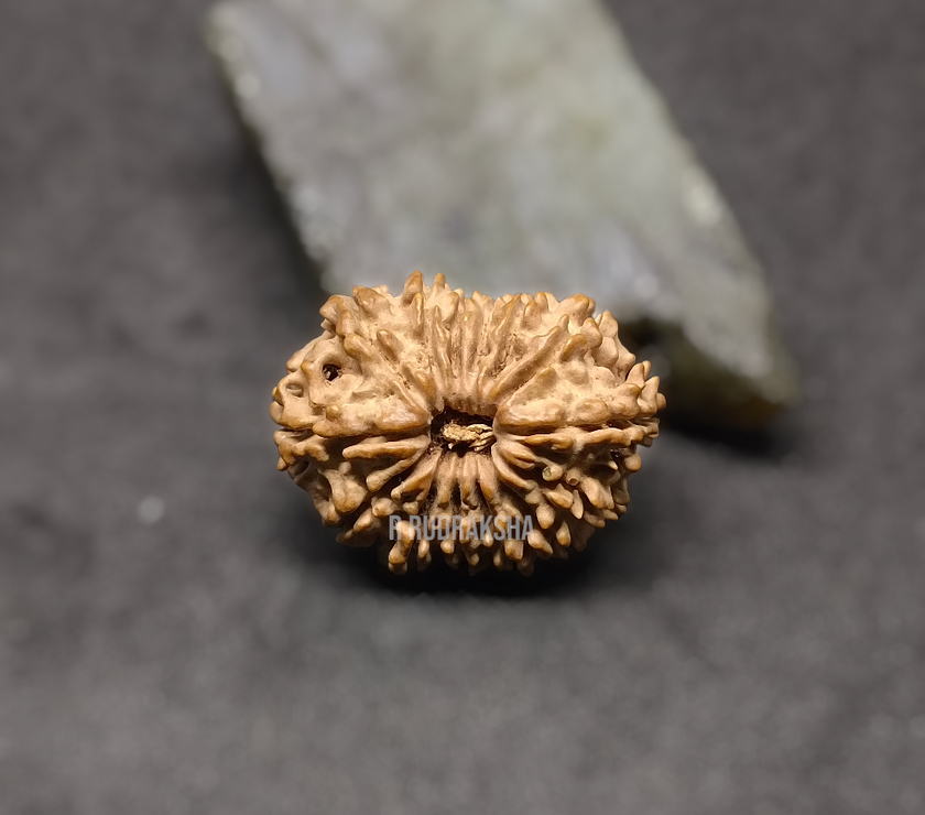 Nepali 14 Mukhi Rudraksha Lab Certified