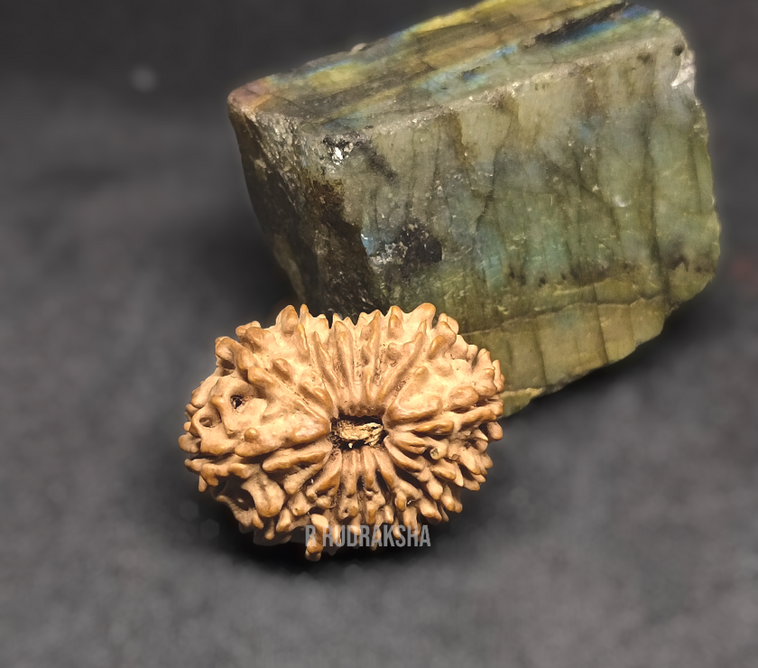 Nepali 14 Mukhi Rudraksha Lab Certified