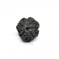 Black Coloured Nepali 4 Mukhi Rudraksha Lab Certified