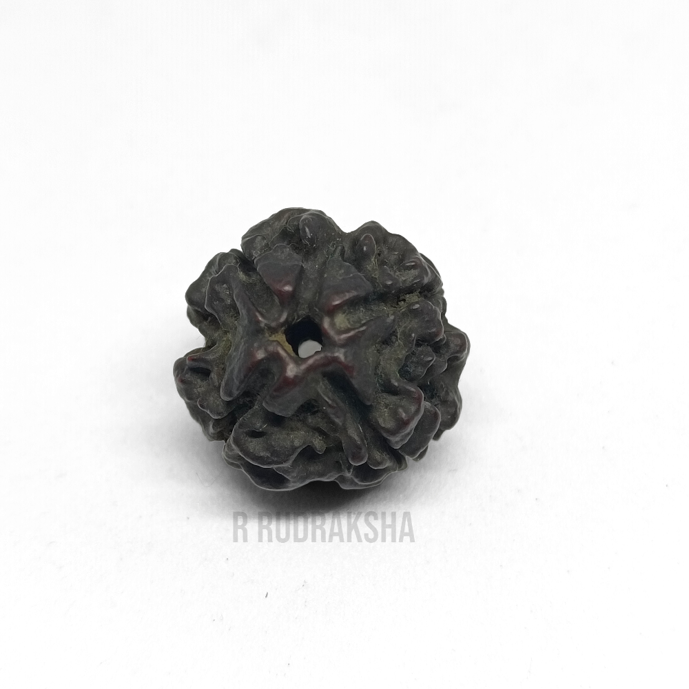 Black Coloured Nepali 4 Mukhi Rudraksha Lab Certified