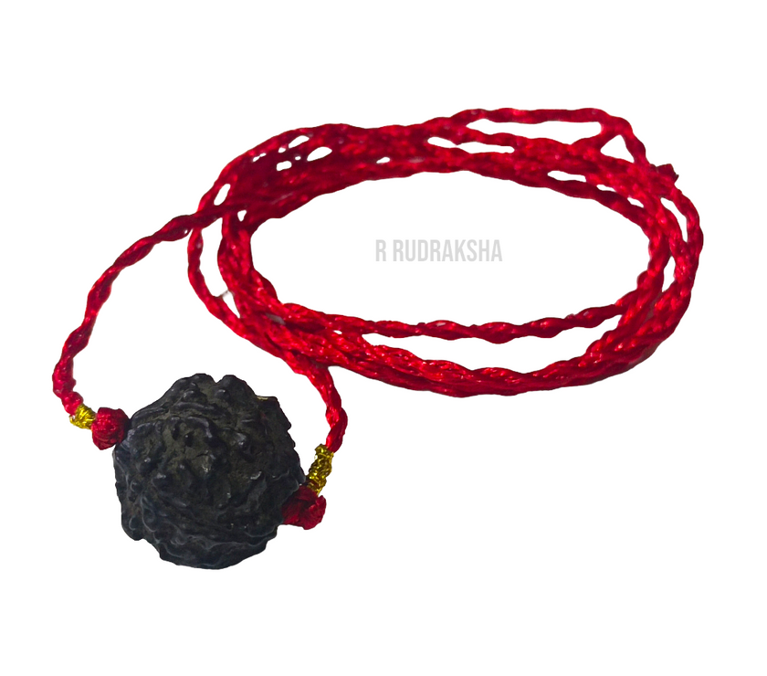 Black Coloured Nepali 5 Mukhi Rudraksha Lab Certified