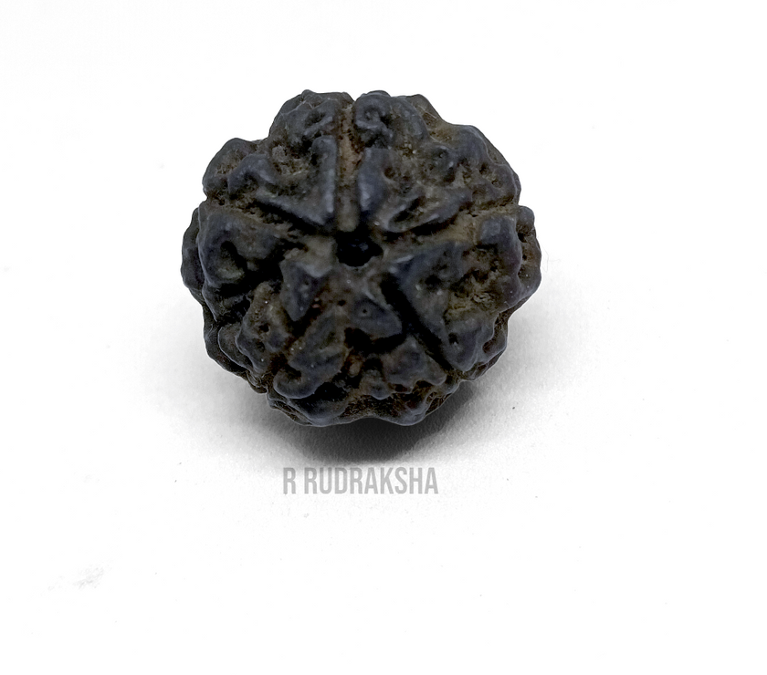 Black Coloured Nepali 5 Mukhi Rudraksha Lab Certified