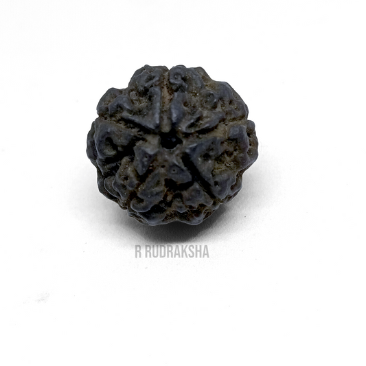 Black Coloured Nepali 5 Mukhi Rudraksha Lab Certified