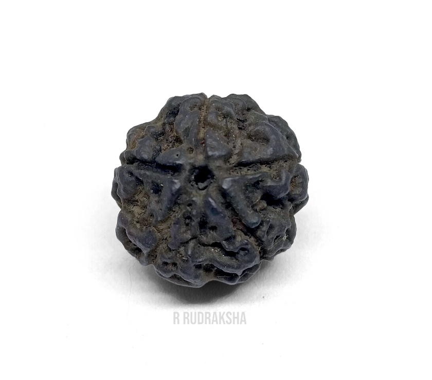 Black Coloured Nepali 5 Mukhi Rudraksha Lab Certified