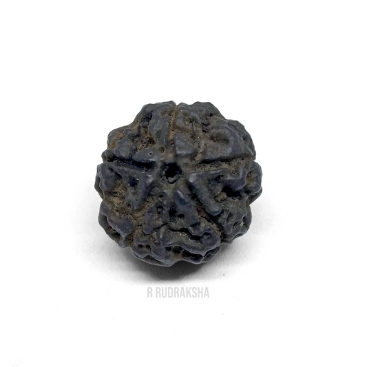 Black Coloured Nepali 5 Mukhi Rudraksha Lab Certified