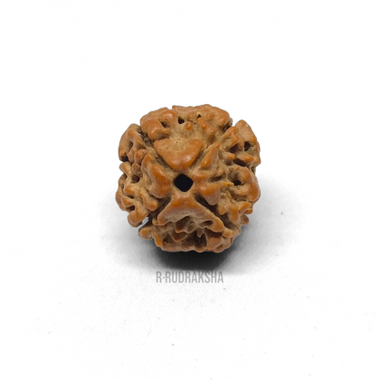 Nepali 4 Mukhi Rudraksha Lab Certified
