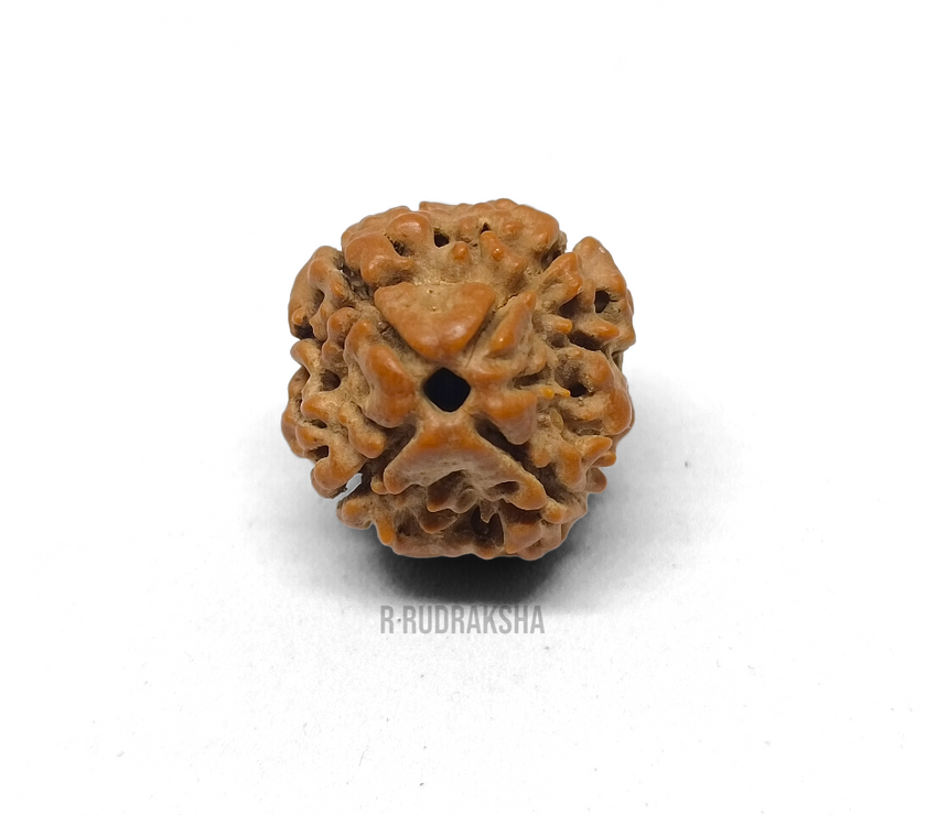 Nepali 4 Mukhi Rudraksha Lab Certified