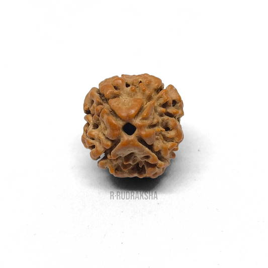 Nepali 4 Mukhi Rudraksha Lab Certified