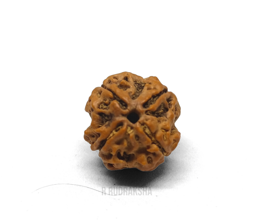 Nepali 4 Mukhi Rudraksha Lab Certified