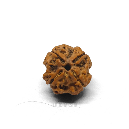 Nepali 4 Mukhi Rudraksha Lab Certified