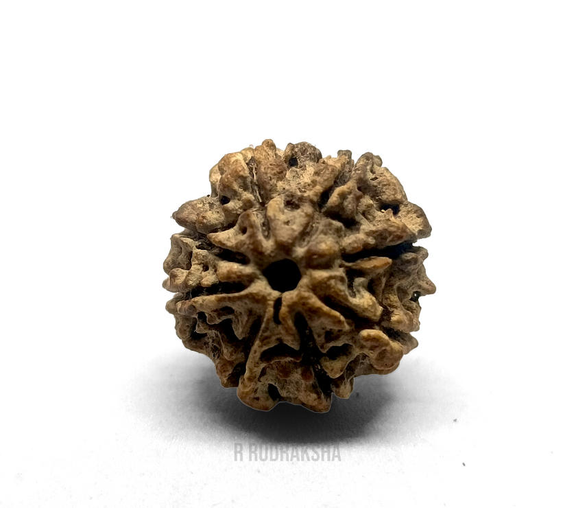 Nepali 8 Mukhi Rudraksha Lab Certified