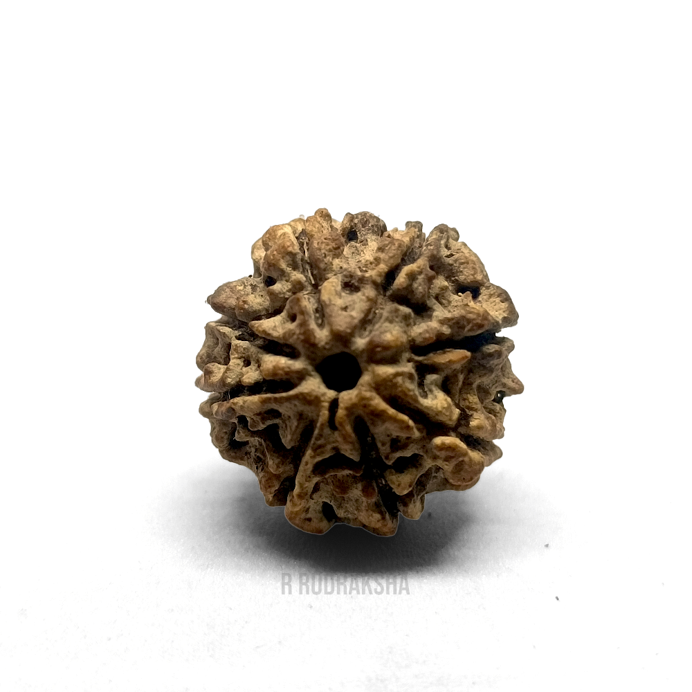 Nepali 8 Mukhi Rudraksha Lab Certified