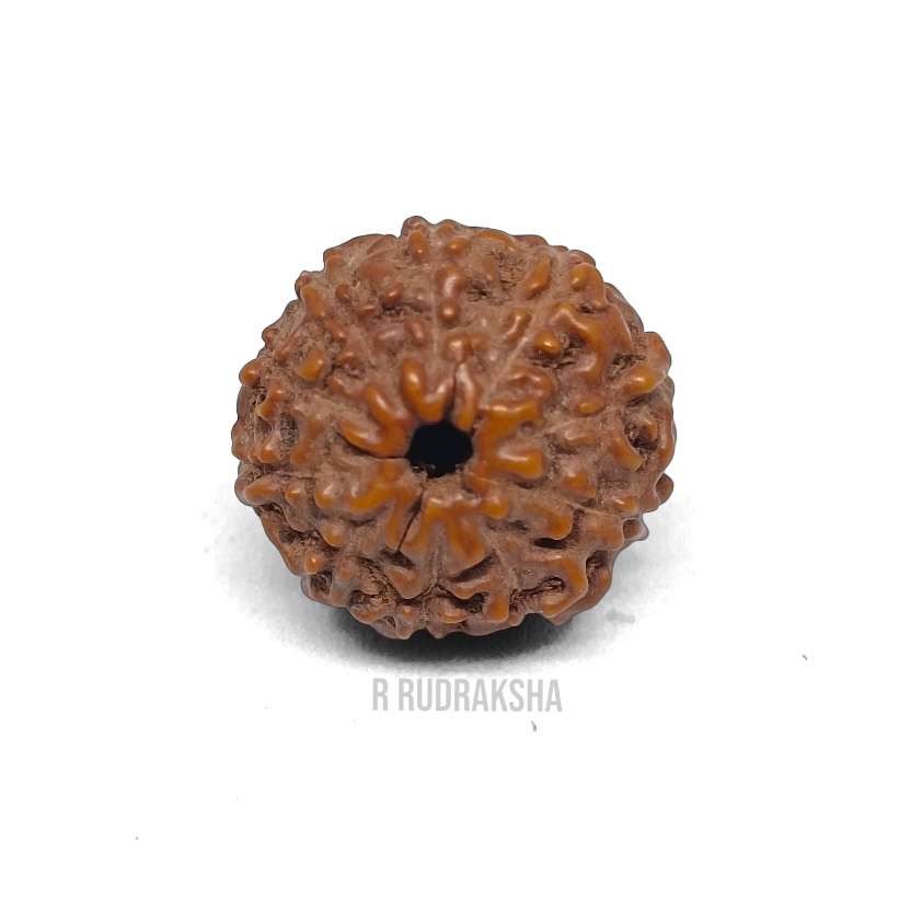 Indonesian 10 Mukhi Rudraksha Lab Certified