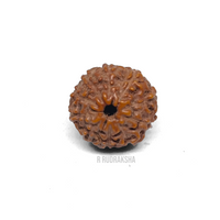 Indonesian 10 Mukhi Rudraksha Lab Certified