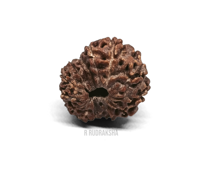 Indonesian 13 Mukhi Rudraksha Lab Certified