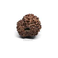 Indonesian 13 Mukhi Rudraksha Lab Certified