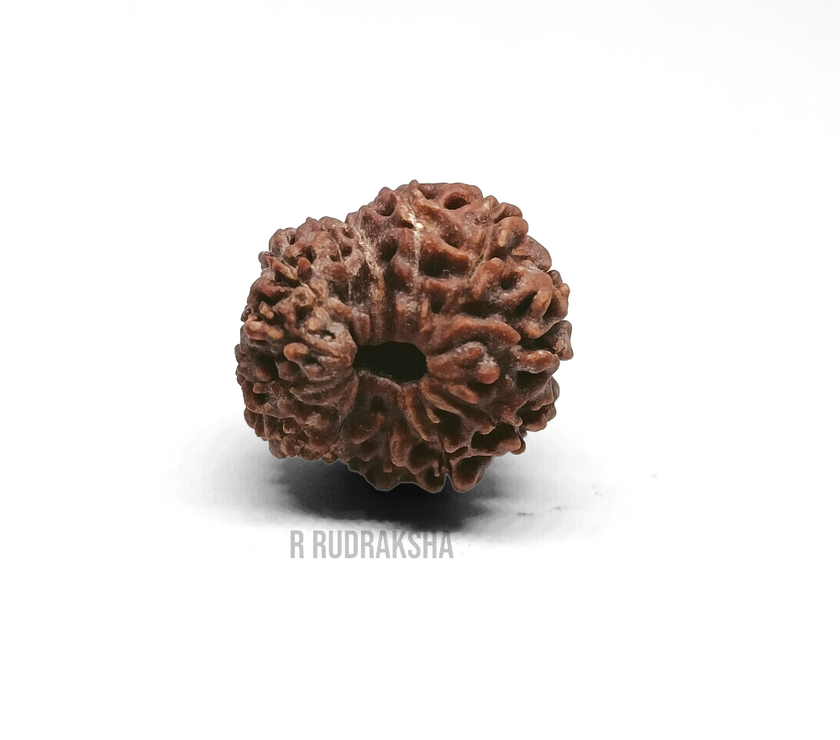 Indonesian 13 Mukhi Rudraksha Lab Certified