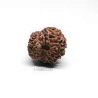 Indonesian 13 Mukhi Rudraksha Lab Certified