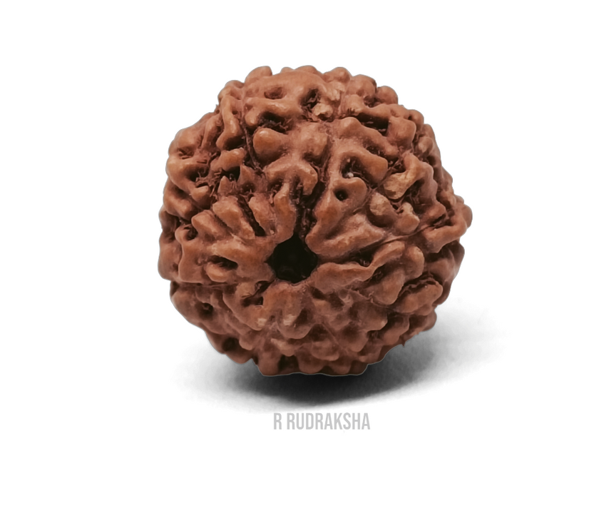 Indonesian 9 Mukhi Rudraksha Lab Certified