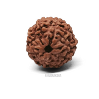 Indonesian 9 Mukhi Rudraksha Lab Certified