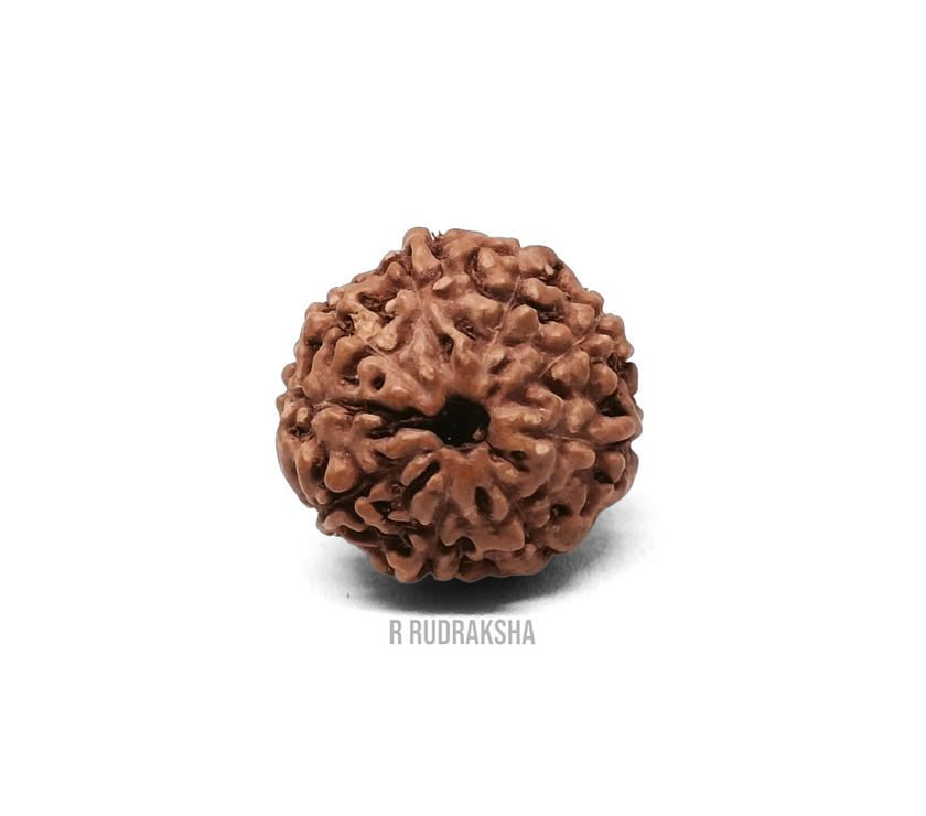 Indonesian 9 Mukhi Rudraksha Lab Certified