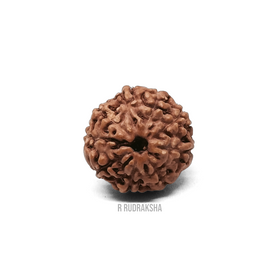 Indonesian 9 Mukhi Rudraksha Lab Certified